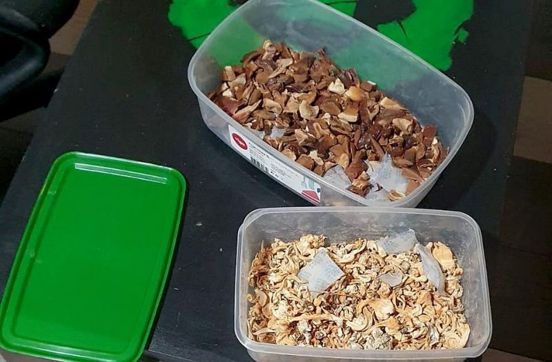 Két óbecsei laboratóriumban varázslatos gombákat termesztettek (Fotók)