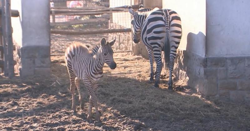 Advent varázsa alatt egy kis zebrabébi látta meg a napvilágot a budapesti állatkertben, és már most elnyerte a látogatók szívét. Az aprócska csíkos jövevény vidámságot hozott a karácsonyi készülődésbe, mindenki mosollyal az arcán állt meg, hogy megcsodálj