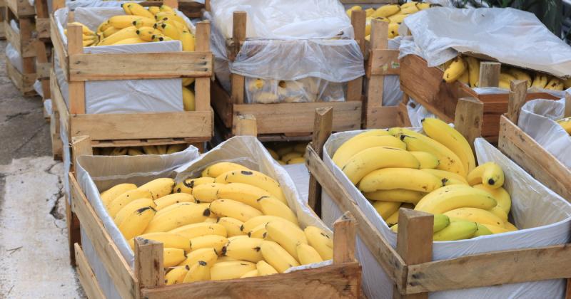 Egy magyarországi banánszállítmányban 155 kilogramm kokaint találtak, amelyet egy albán férfi próbált volna eltulajdonítani. Az akció azonban nem sikerült, és a férfi kellemetlen meglepetésben részesült.